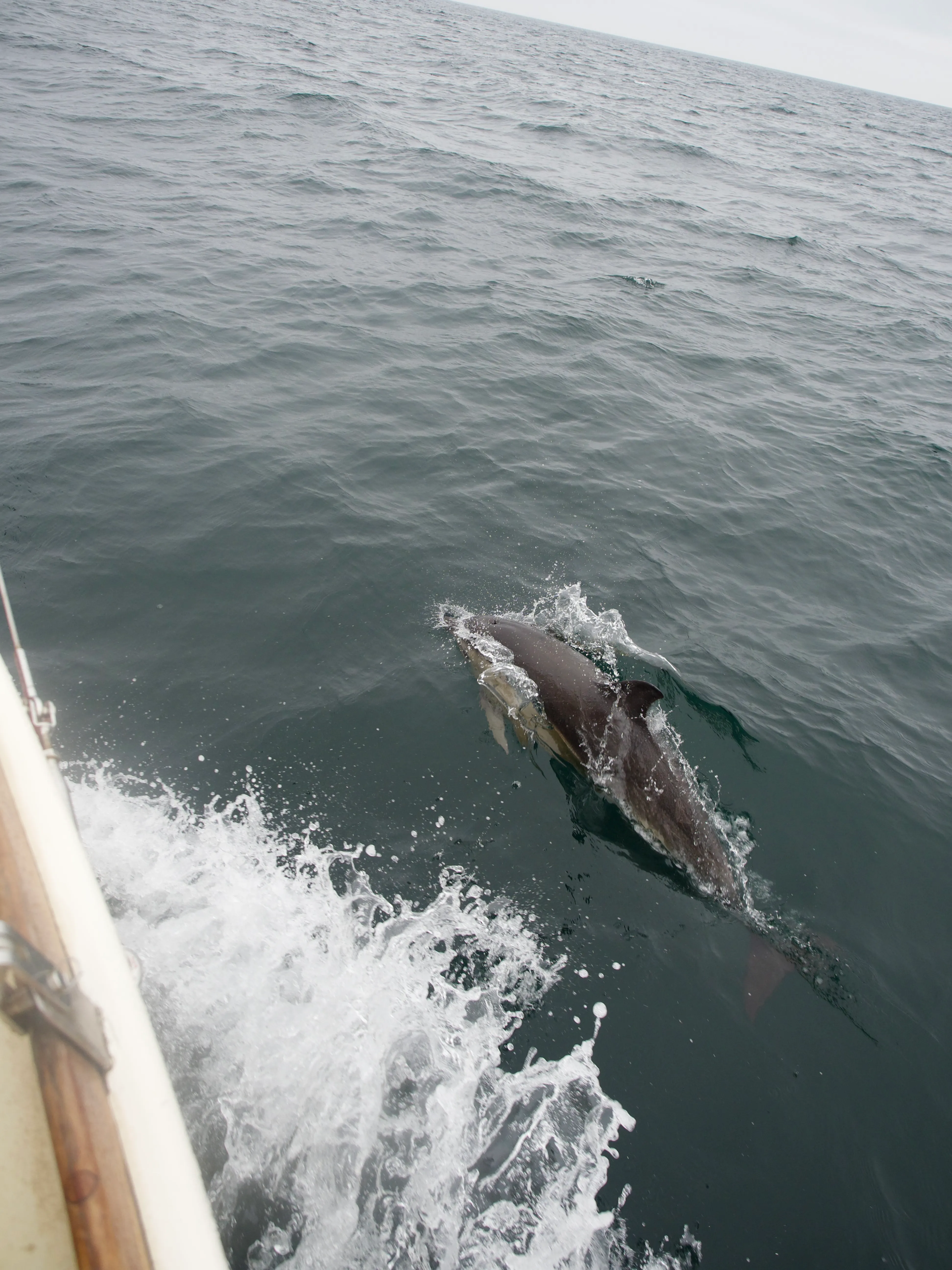 Dolphins in the Bow Wave